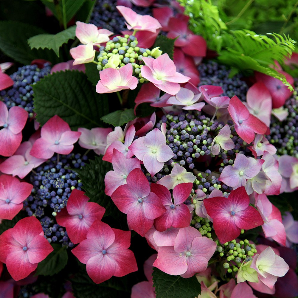 <i>Hydrangea macrophylla</i> 'Kardinal Violet'