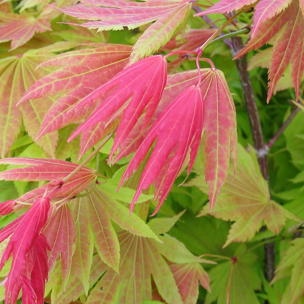 <i>Acer shirasawanum</i> <b class=small-caps>Moonrise</b> ('Munn 001') (PBR)