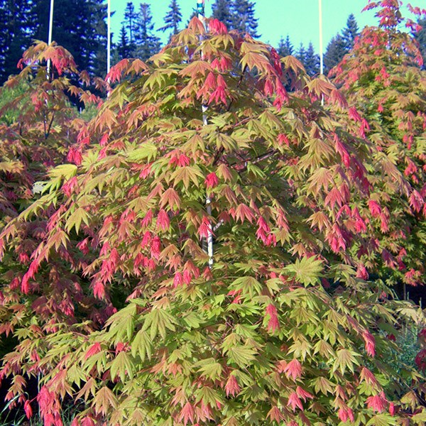 <i>Acer shirasawanum</i> <b class=small-caps>Moonrise</b> ('Munn 001') (PBR)