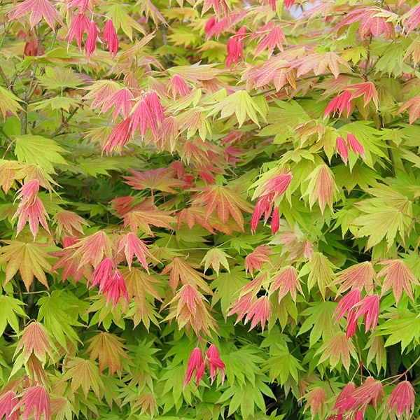 <i>Acer shirasawanum</i> <b class=small-caps>Moonrise</b> ('Munn 001') (PBR)