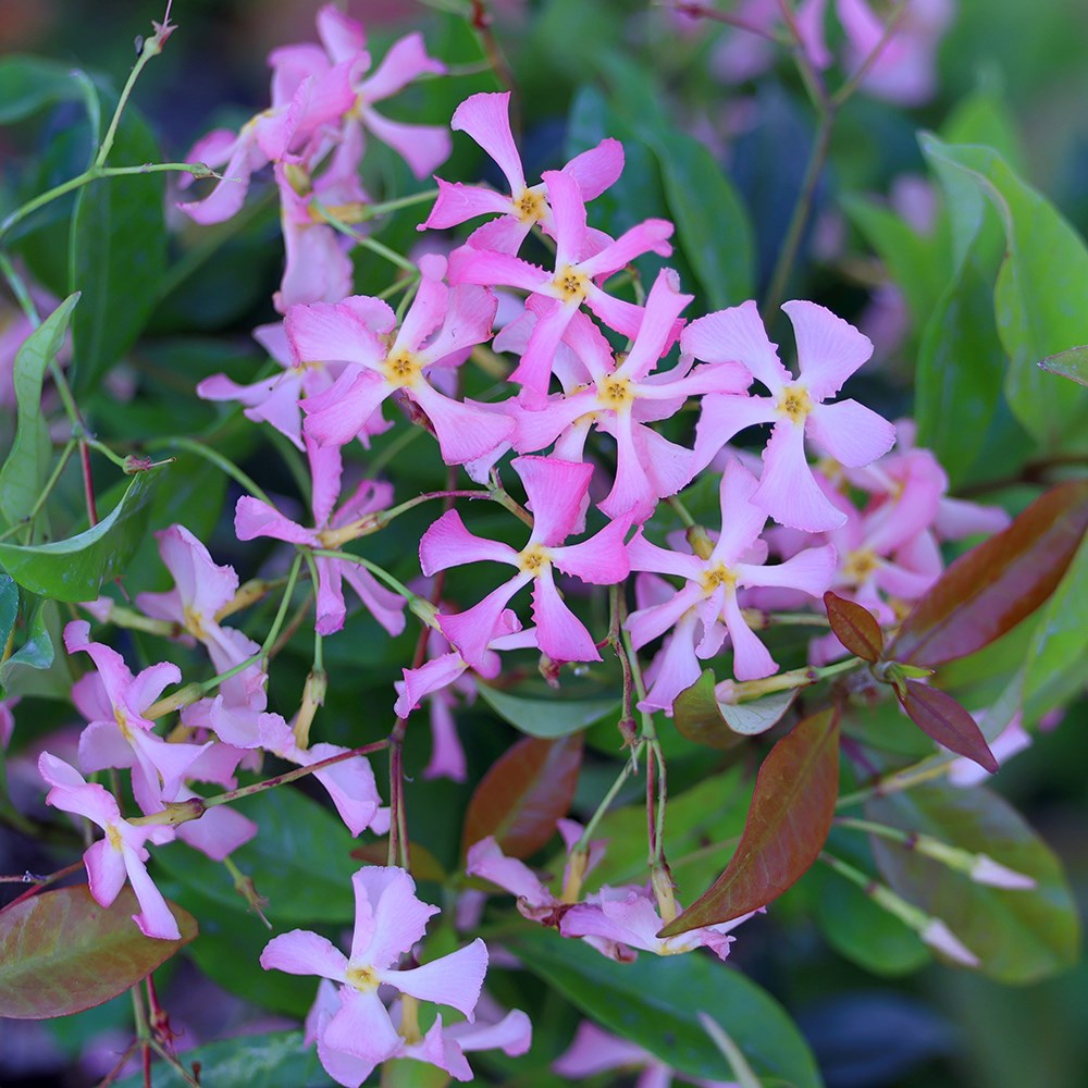 <i>Trachelospermum asiaticum</i> 'Pink Showers'