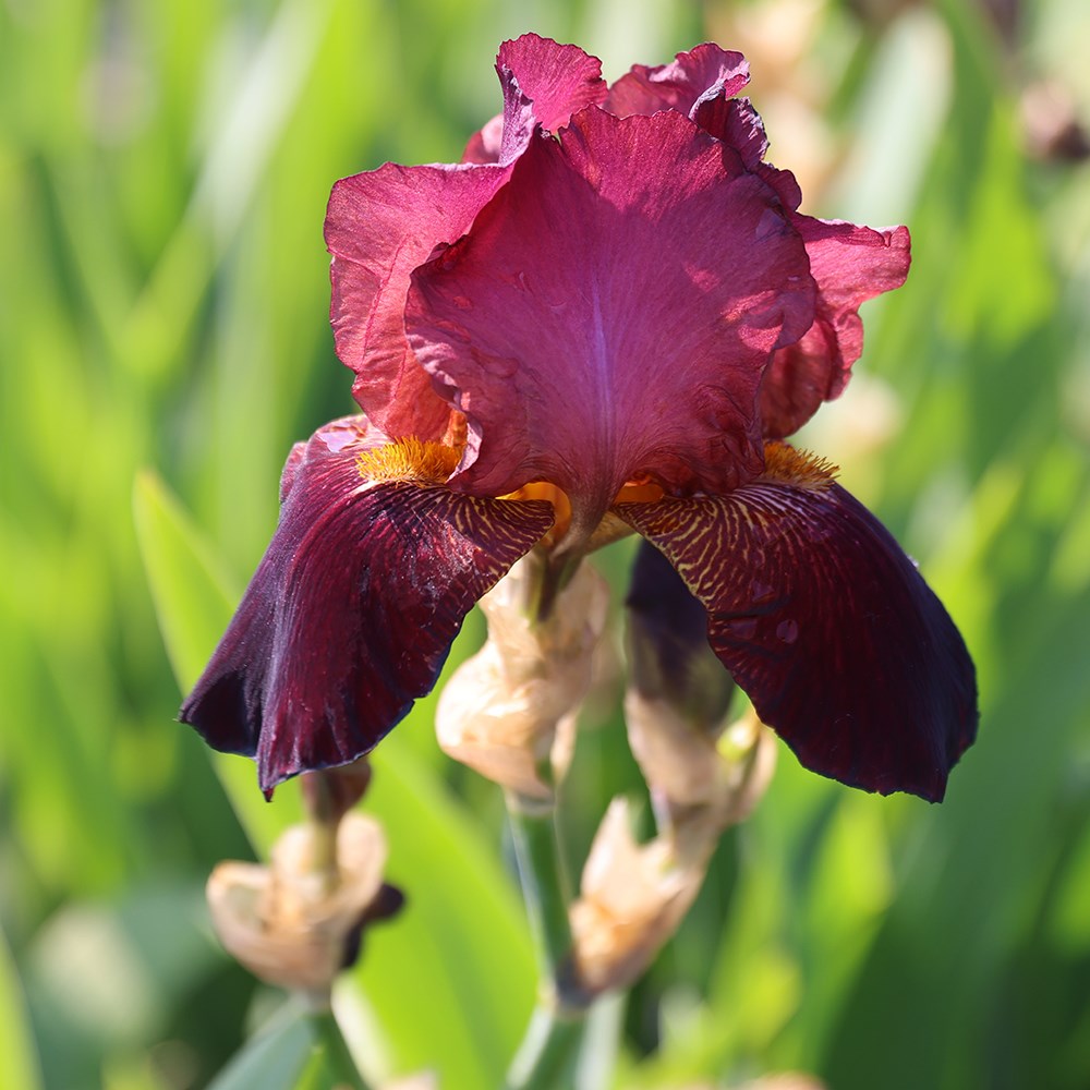 <i>Iris</i> 'Benton Caramel'
