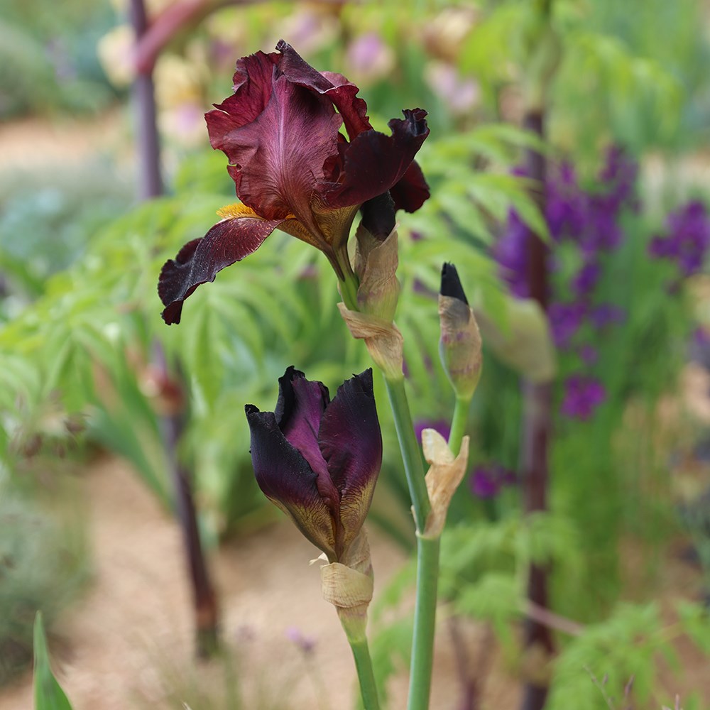 <i>Iris</i> 'Benton Caramel'