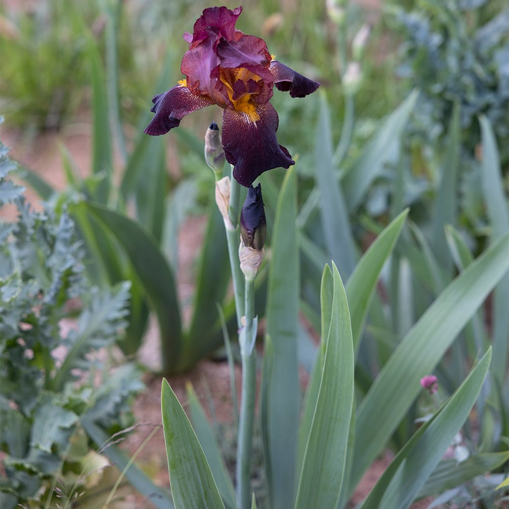 <i>Iris</i> 'Benton Caramel'