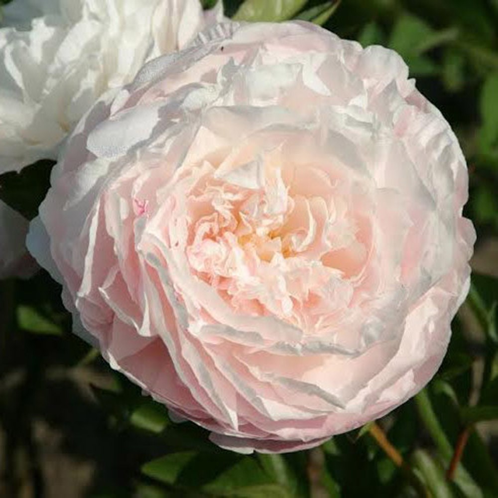 <i>Paeonia lactiflora</i> 'Mother's Choice'