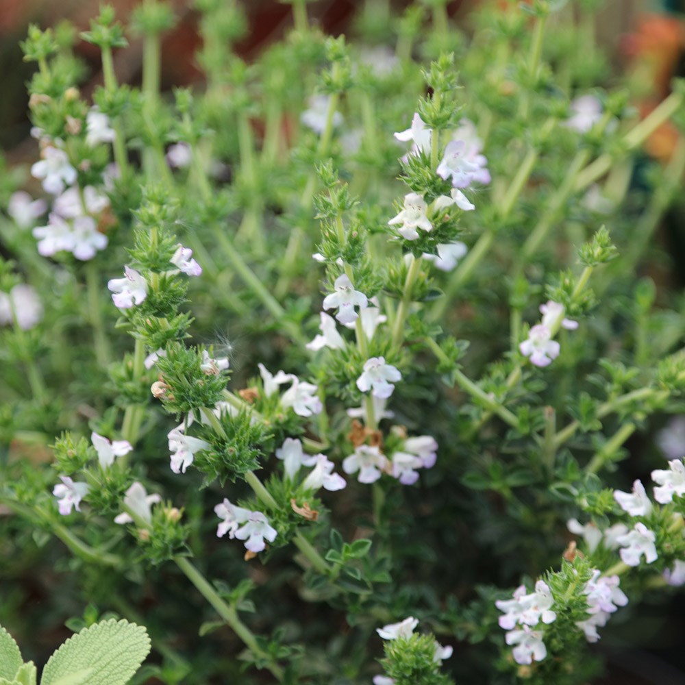 savory - winter savory