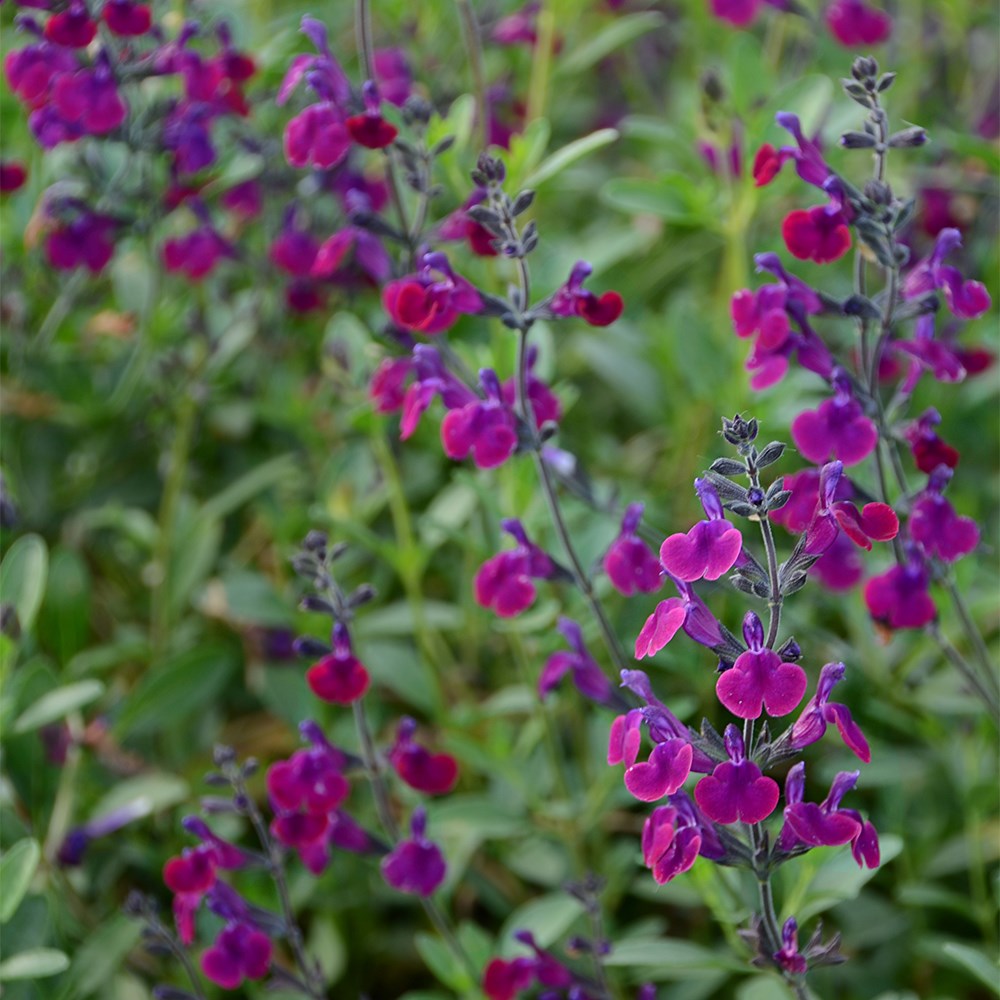 <i>Salvia</i> ×  <i>jamensis</i> <b class=small-caps>Violette de Loire </b> ('Barsal) (PBR)