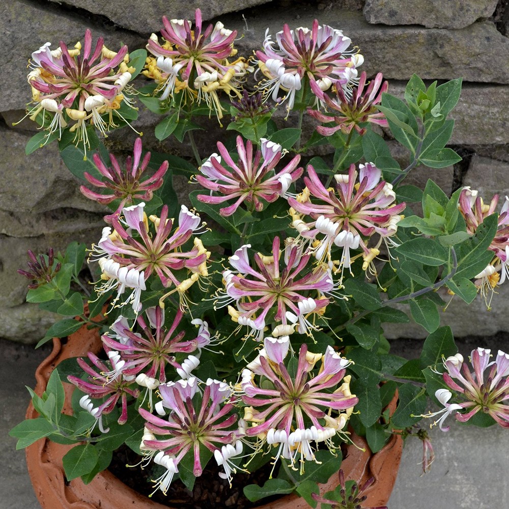 <I>Lonicera periclymenum</i> 'Strawberries and Cream' ®