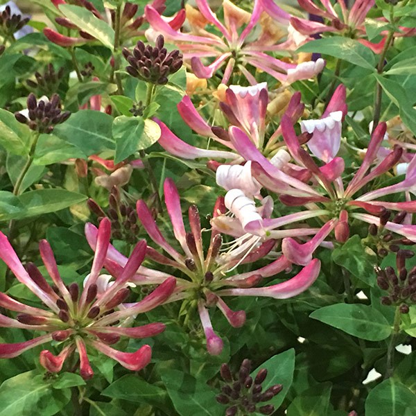 <I>Lonicera periclymenum</i> 'Strawberries and Cream' ®
