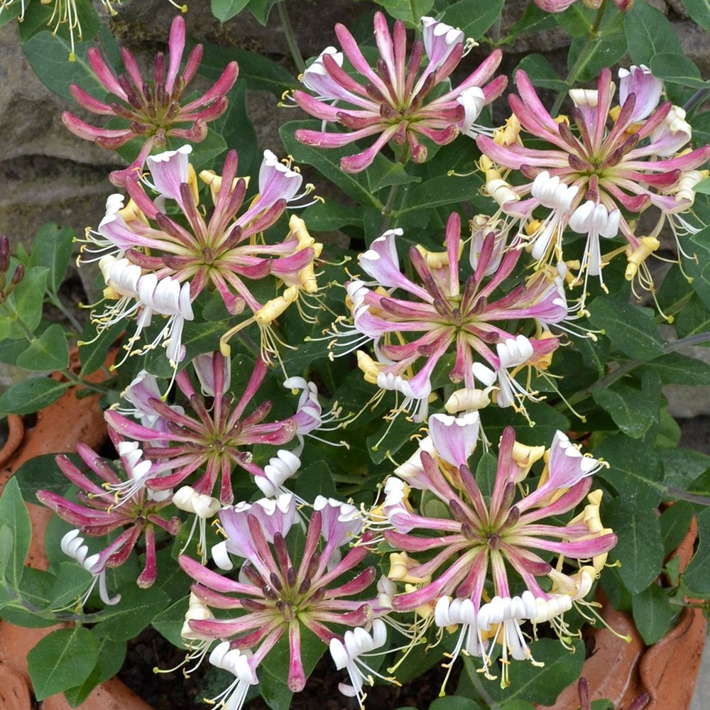 <I>Lonicera periclymenum</i> 'Strawberries and Cream' ®