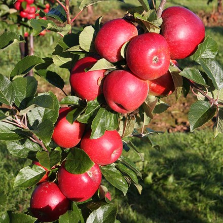 apple Red Windsor