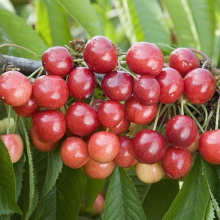 cherry Sweetheart