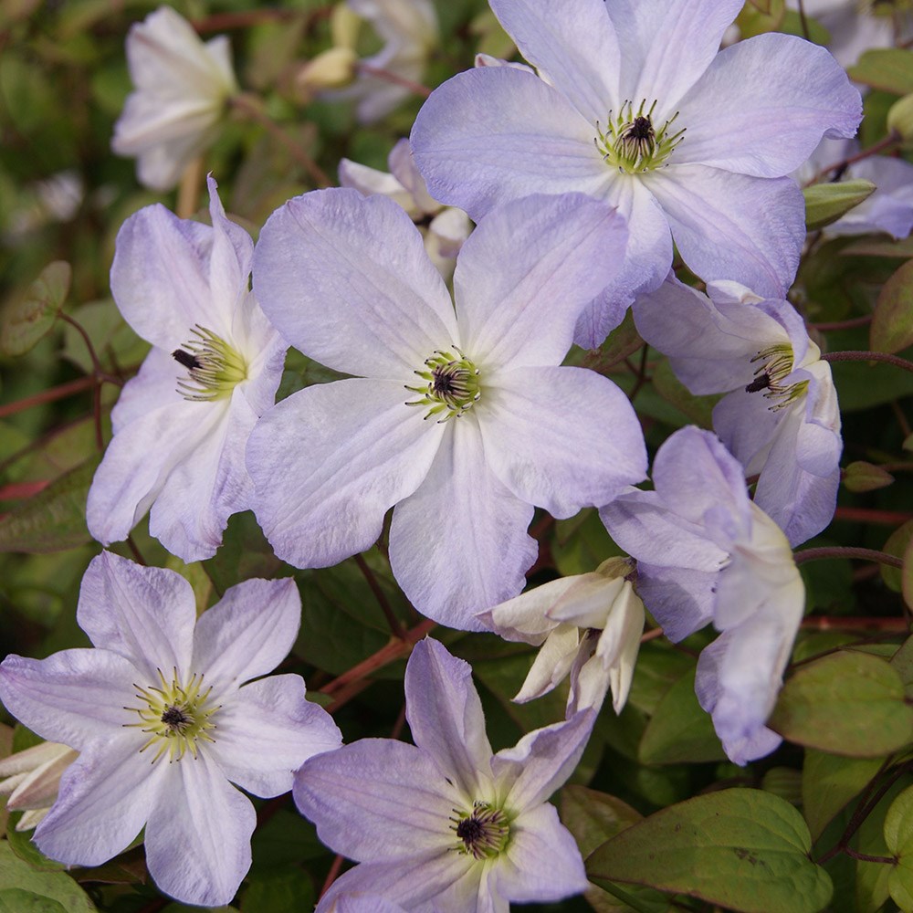 <i>Clematis</i> <b class=small-caps>Sea Breeze</b> ('Zo09063') (PBR)