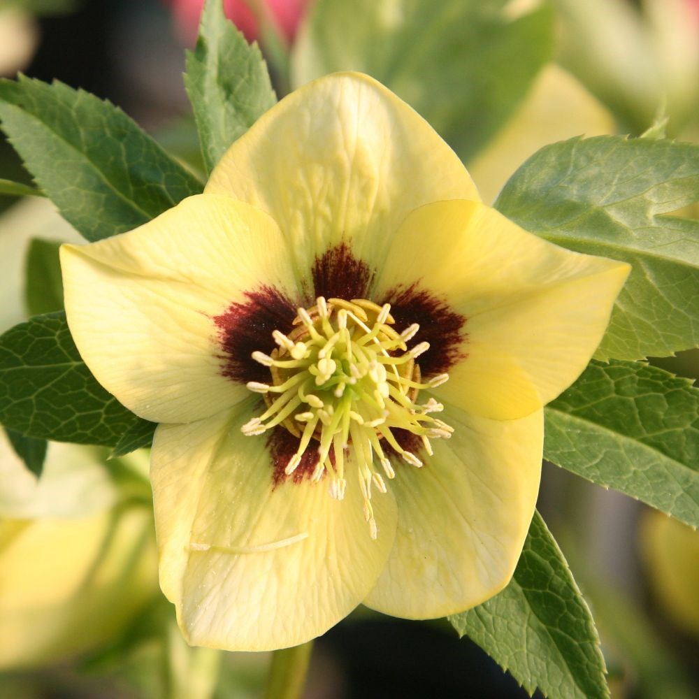 <i>Helleborus</i> × <i>hybridus</i> Harvington yellow with dark eye