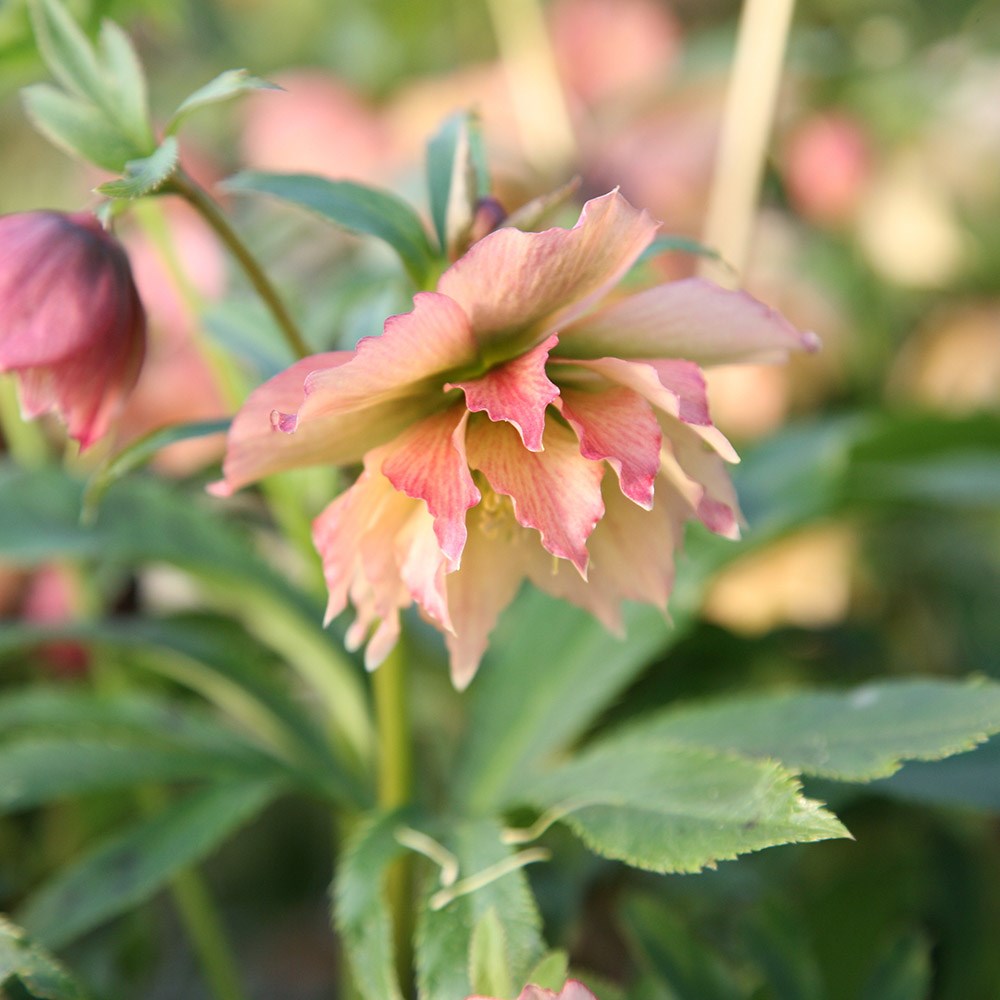 <i>Helleborus</i> × <i>hybridus</i> Harvington double apricot