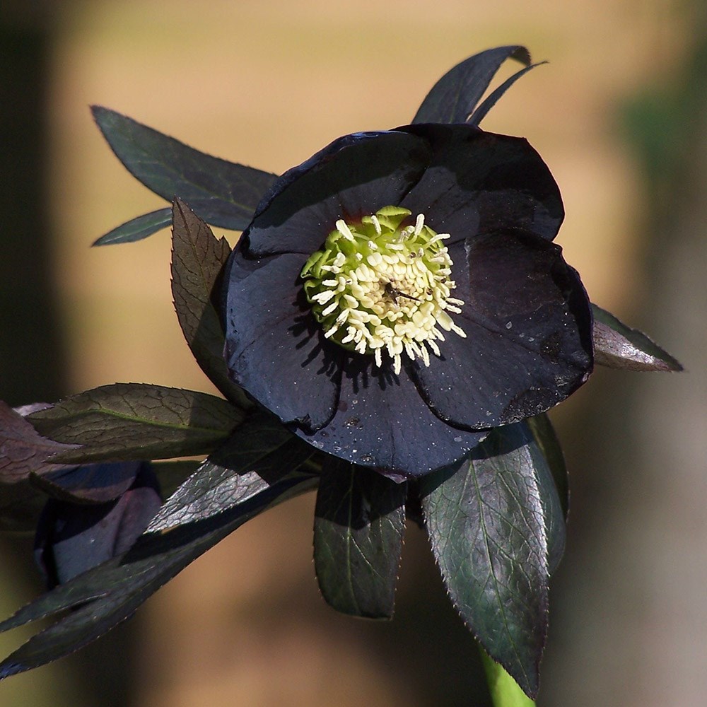 <i>Helleborus</i> × <i>hybridus</i> Harvington black