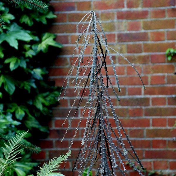 <i>Pseudopanax ferox</i> 