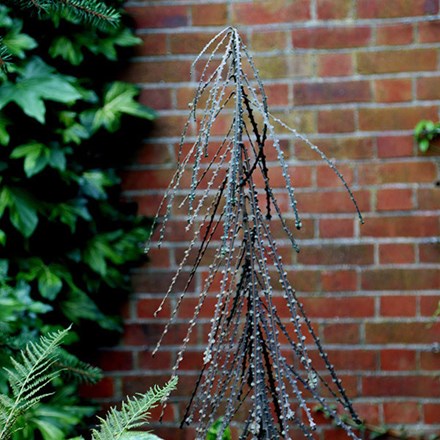 Pseudopanax ferox