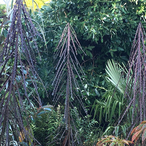 <i>Pseudopanax ferox</i> 
