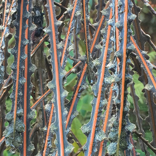 <i>Pseudopanax ferox</i> 