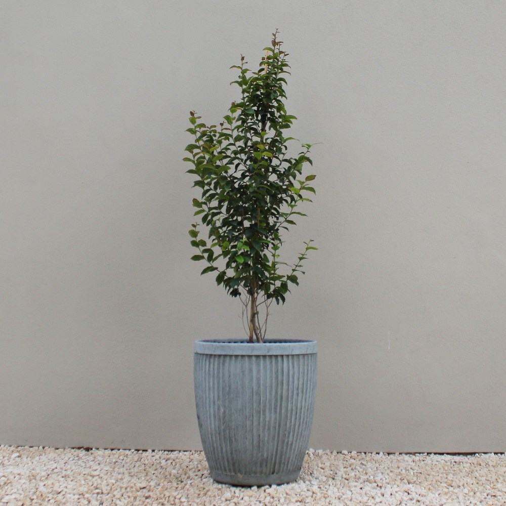 <i>Parrotia persica</i> <b class=small-caps>Persian Spire</b> ('JLPN01') (PBR)