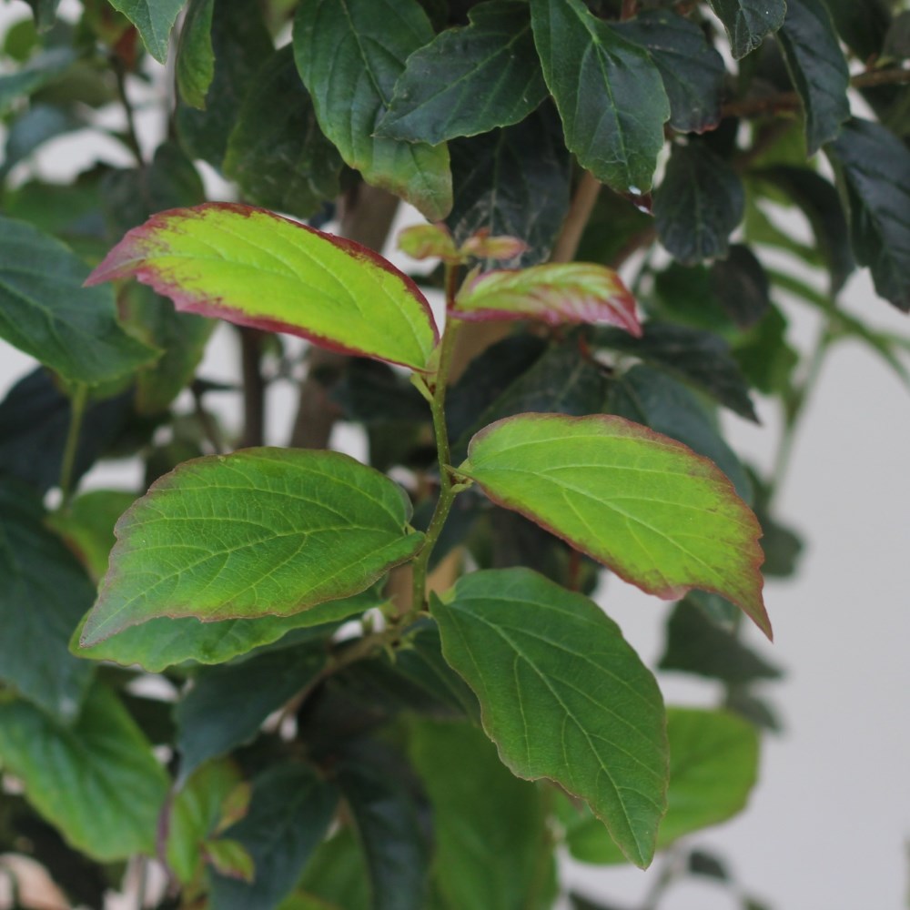 <i>Parrotia persica</i> <b class=small-caps>Persian Spire</b> ('JLPN01') (PBR)