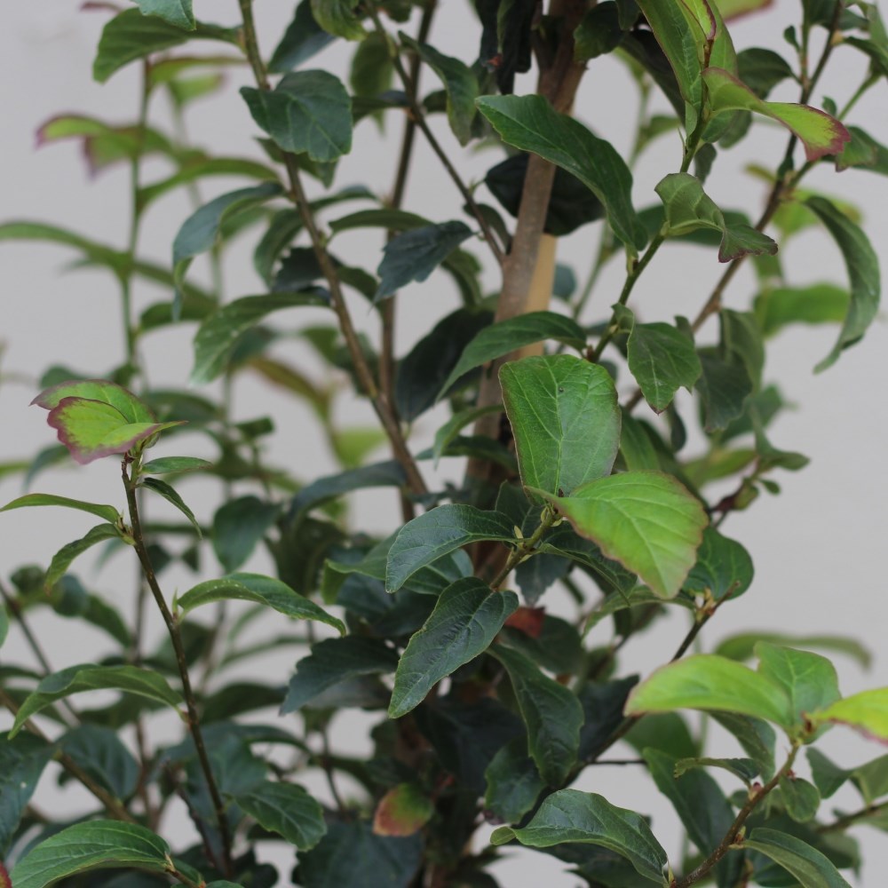 <i>Parrotia persica</i> <b class=small-caps>Persian Spire</b> ('JLPN01') (PBR)