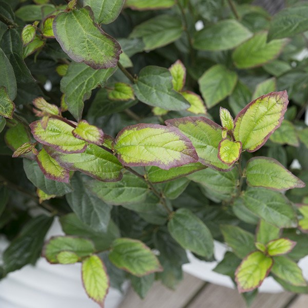 <i>Parrotia persica</i> <b class=small-caps>Persian Spire</b> ('JLPN01') (PBR)
