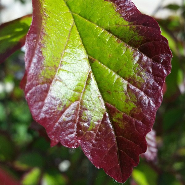 <i>Parrotia persica</i> <b class=small-caps>Persian Spire</b> ('JLPN01') (PBR)