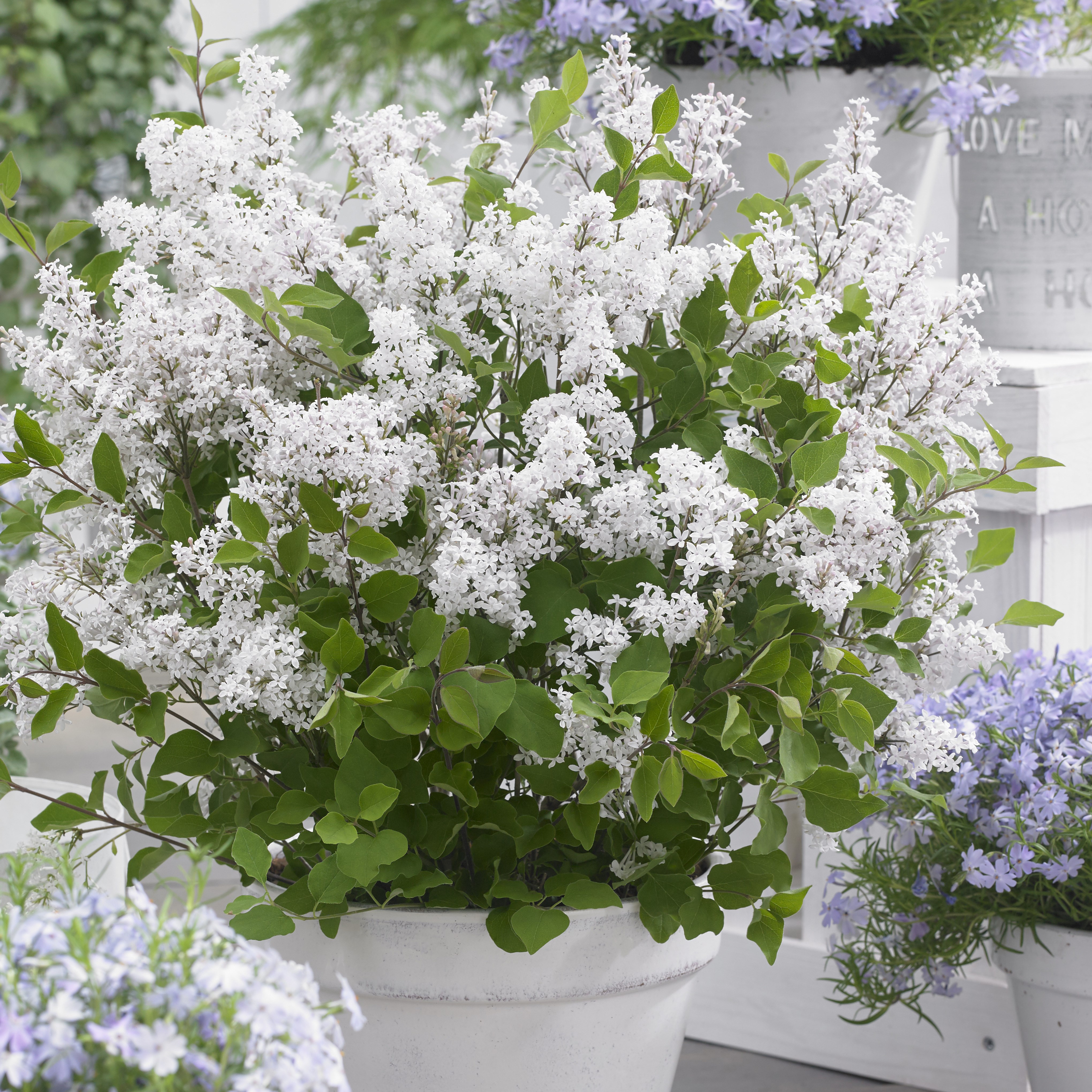 <i>Syringa meyeri</i> <b class=small-caps>Flowerfesta White</b> ('Anny200810') (PBR) (Flowerfesta Series)