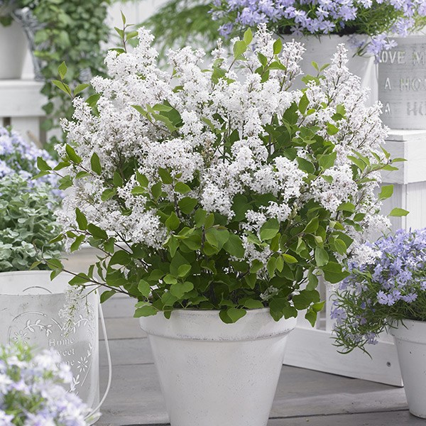 <i>Syringa meyeri</i> <b class=small-caps>Flowerfesta White</b> ('Anny200810') (PBR) (Flowerfesta Series)
