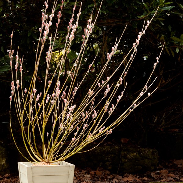 <i>Salix gracilistyla</i> 'Mount Aso'