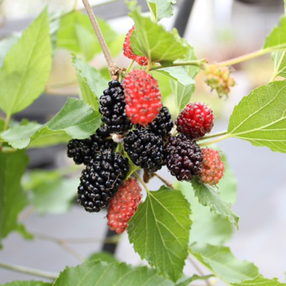 dwarf mulberry  <b class=small-caps>Mojo Berry</b> ('Matsunaga') (PBR)