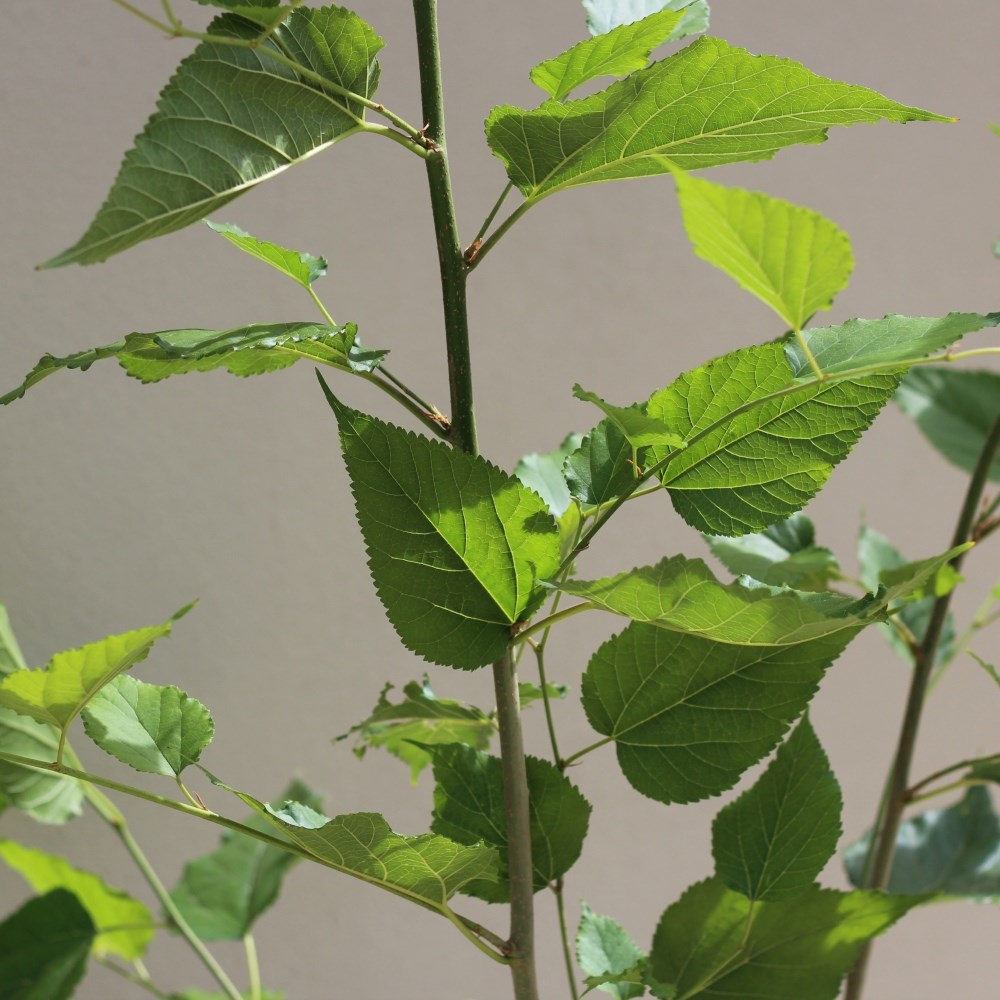 dwarf mulberry  <b class=small-caps>Mojo Berry</b> ('Matsunaga') (PBR)