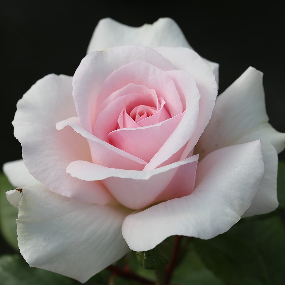 <i>Rosa</i> <b class=small-caps>A Whiter Shade of Pale</b> ('Peafanfare') (PBR) | Hybrid Tea Bush Rose