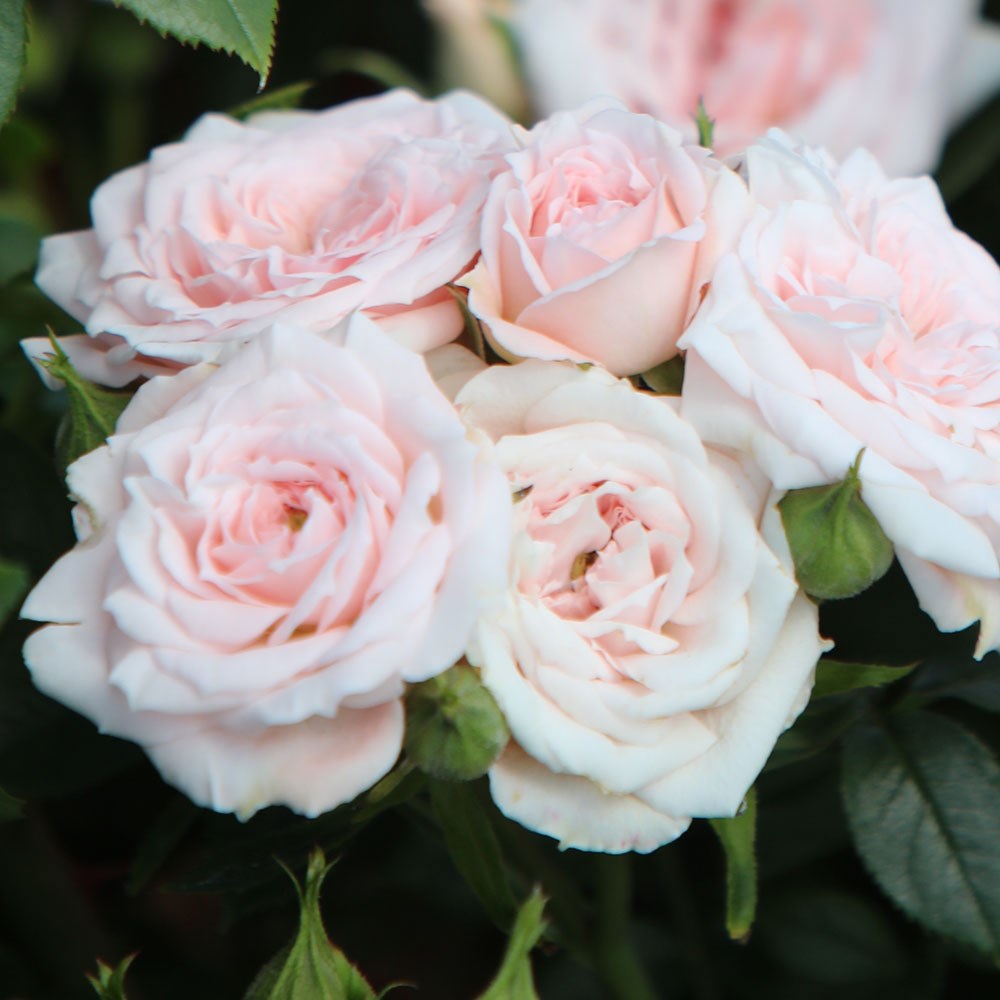<i>Rosa</i> <b class=small-caps>A Whiter Shade of Pale</b> ('Peafanfare') (PBR) | Hybrid Tea Bush Rose
