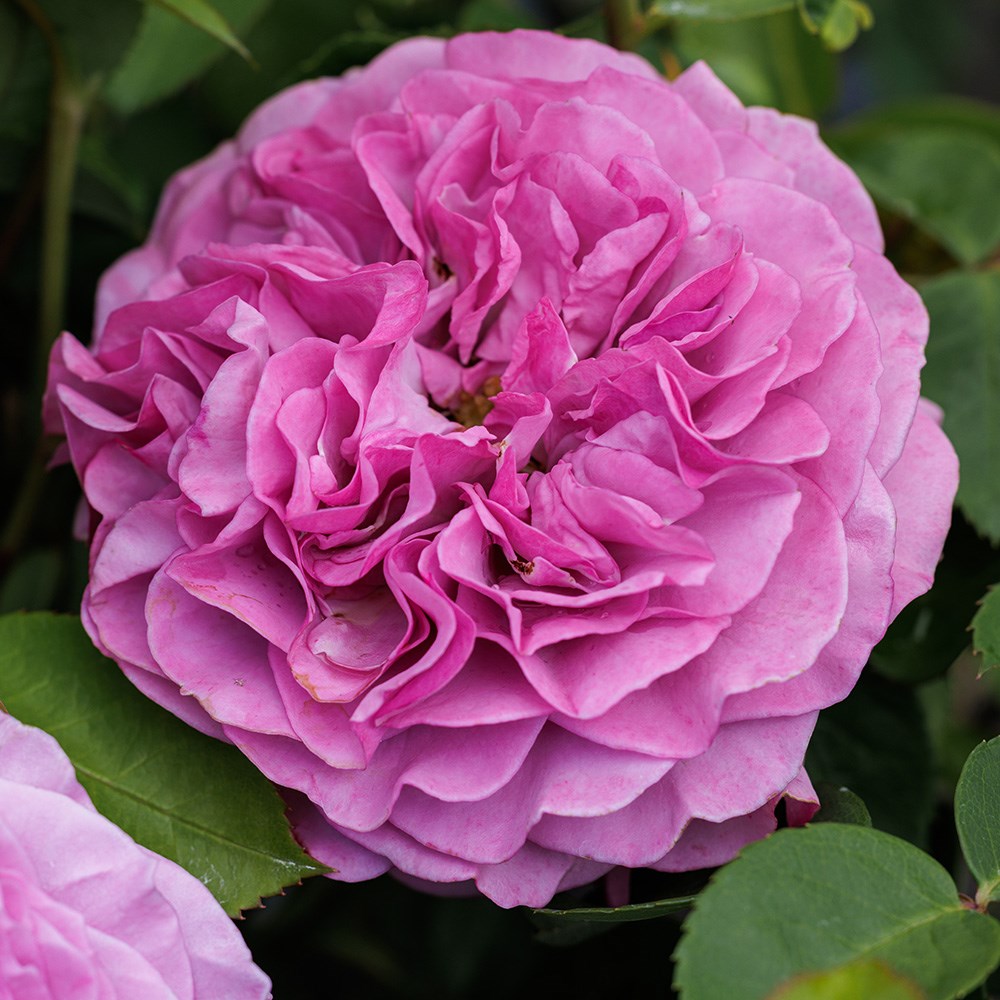 <i>Rosa</i> <b class=small-caps>Lavender Ice</b> ('Tan04249') (PBR) | Floribunda Bush Rose