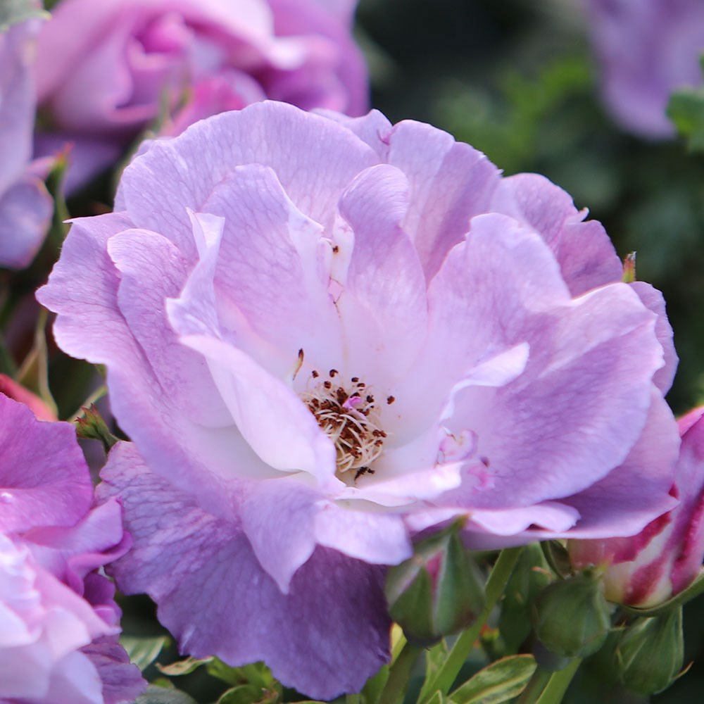<I>Rosa</i> <b class=small-caps>Blue for You</b> ('Pejamblu') (PBR) | Floribunda Bush Rose