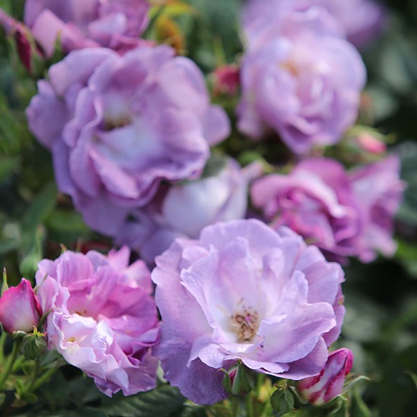 <I>Rosa</i> <b class=small-caps>Blue for You</b> ('Pejamblu') (PBR) | Floribunda Bush Rose
