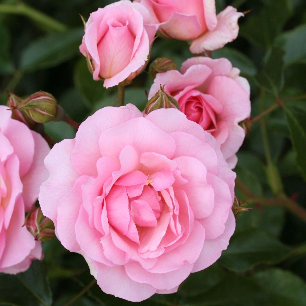 <i>Rosa</i> <b class=small-caps>Happy Retirement</b> ('Tantoras') (PBR) | Floribunda Bush Rose