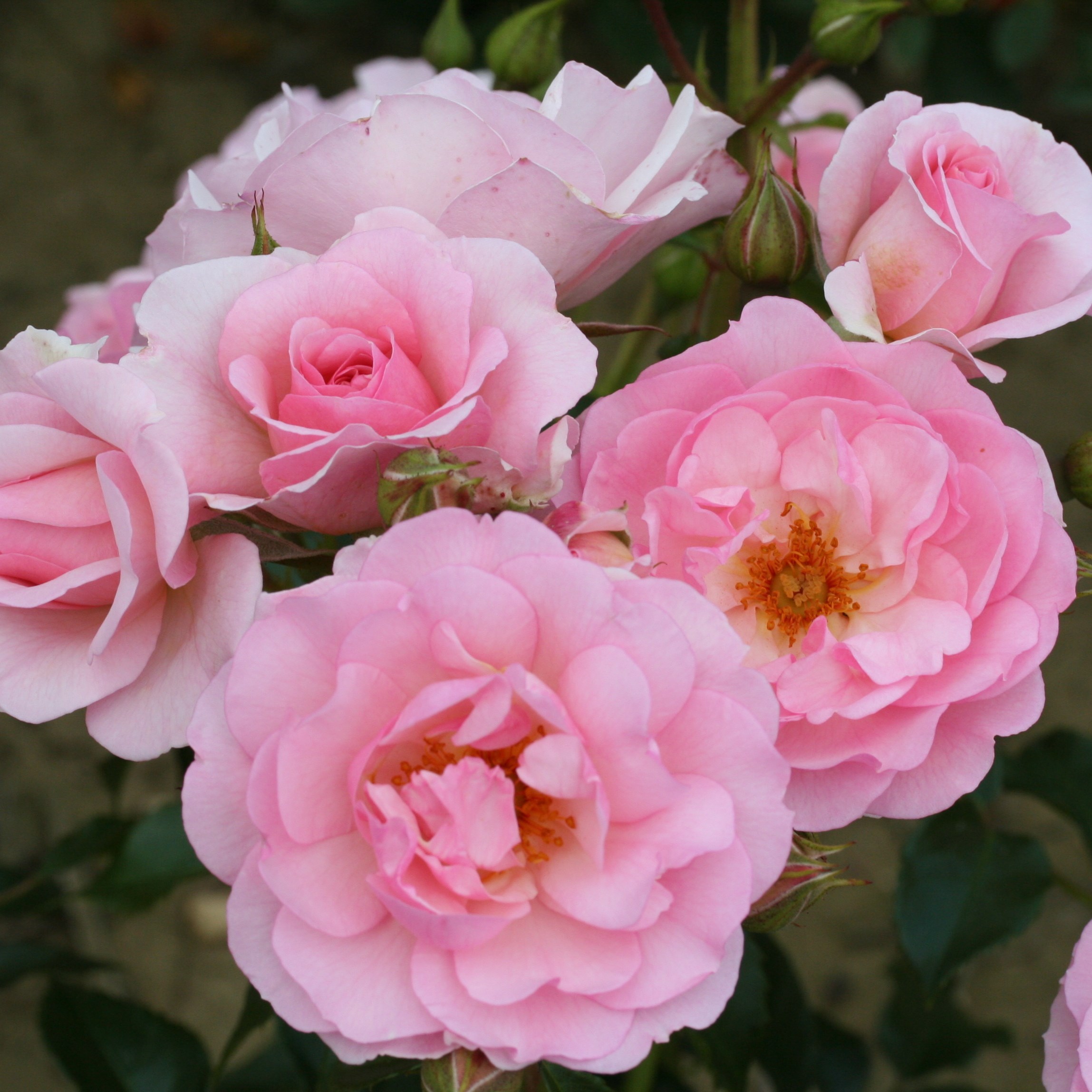 <i>Rosa</i> <b class=small-caps>Happy Retirement</b> ('Tantoras') (PBR) | Floribunda Bush Rose