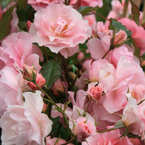 <i>Rosa</i> <b class=small-caps>Happy Retirement</b> ('Tantoras') (PBR) | Floribunda Bush Rose