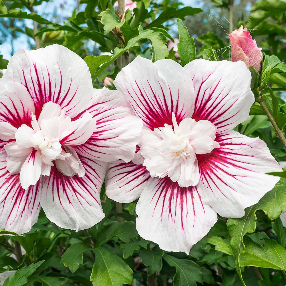 <i>Hibiscus syriacus</i> <b class=small-caps>Starburst Chiffon</b> ('Rwoods6') (PBR) (Chiffon Series)