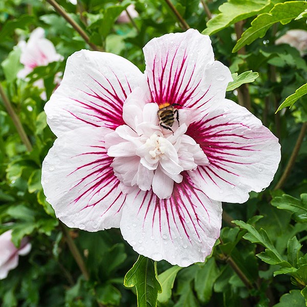 <i>Hibiscus syriacus</i> <b class=small-caps>Starburst Chiffon</b> ('Rwoods6') (PBR) (Chiffon Series)