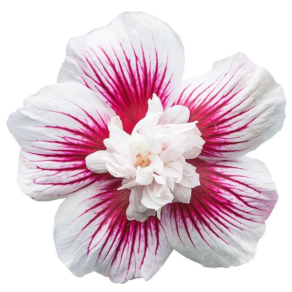 <i>Hibiscus syriacus</i> <b class=small-caps>Starburst Chiffon</b> ('Rwoods6') (PBR) (Chiffon Series)