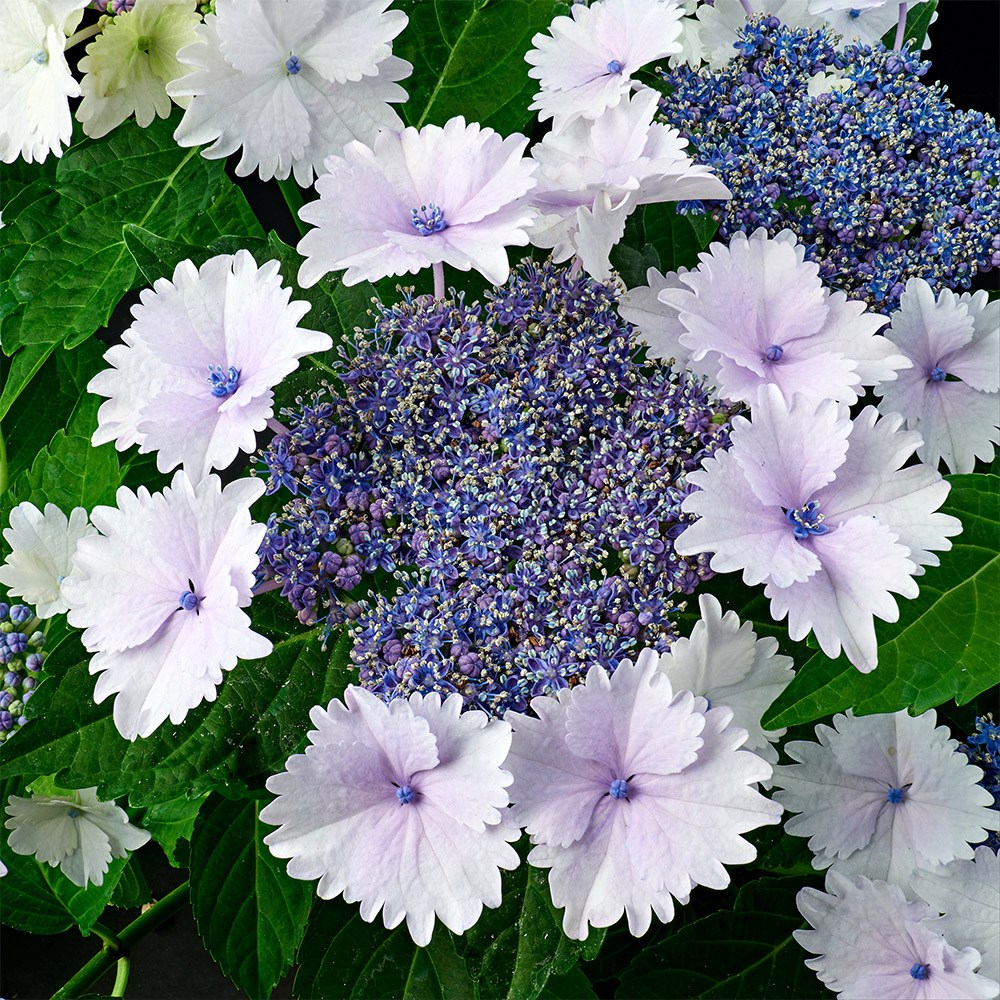 <i>Hydrangea macrophylla</i> 'Koria' (PBR)