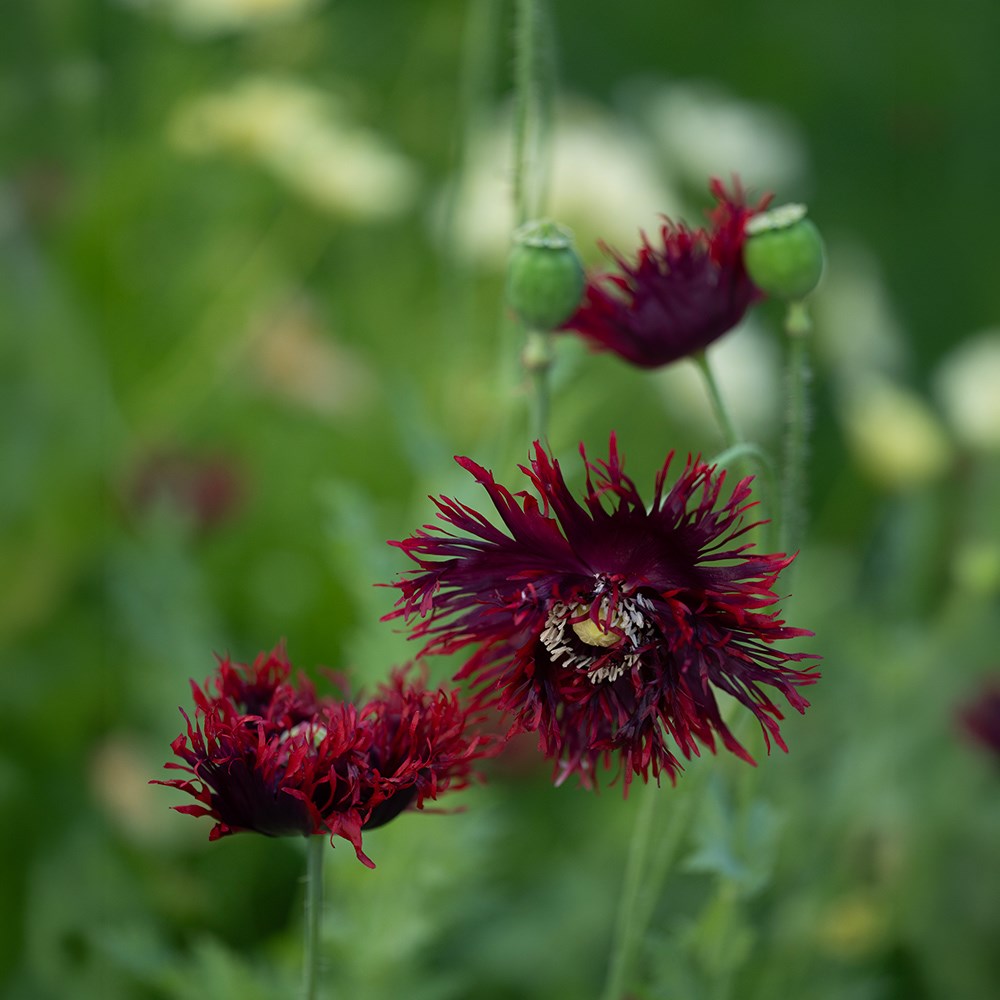 <i>Papaver somniferum</i> (Laciniatum Group) 'Black Swan'