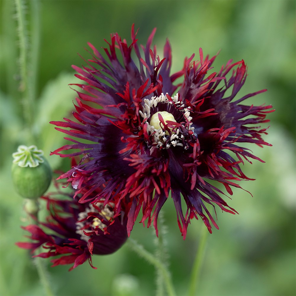<i>Papaver somniferum</i> (Laciniatum Group) 'Black Swan'