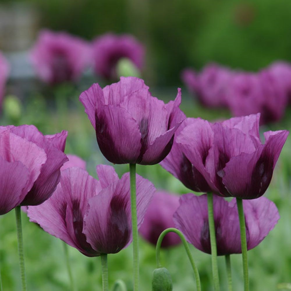 <i>Papaver somniferum</i> 'Hungarian Blue'