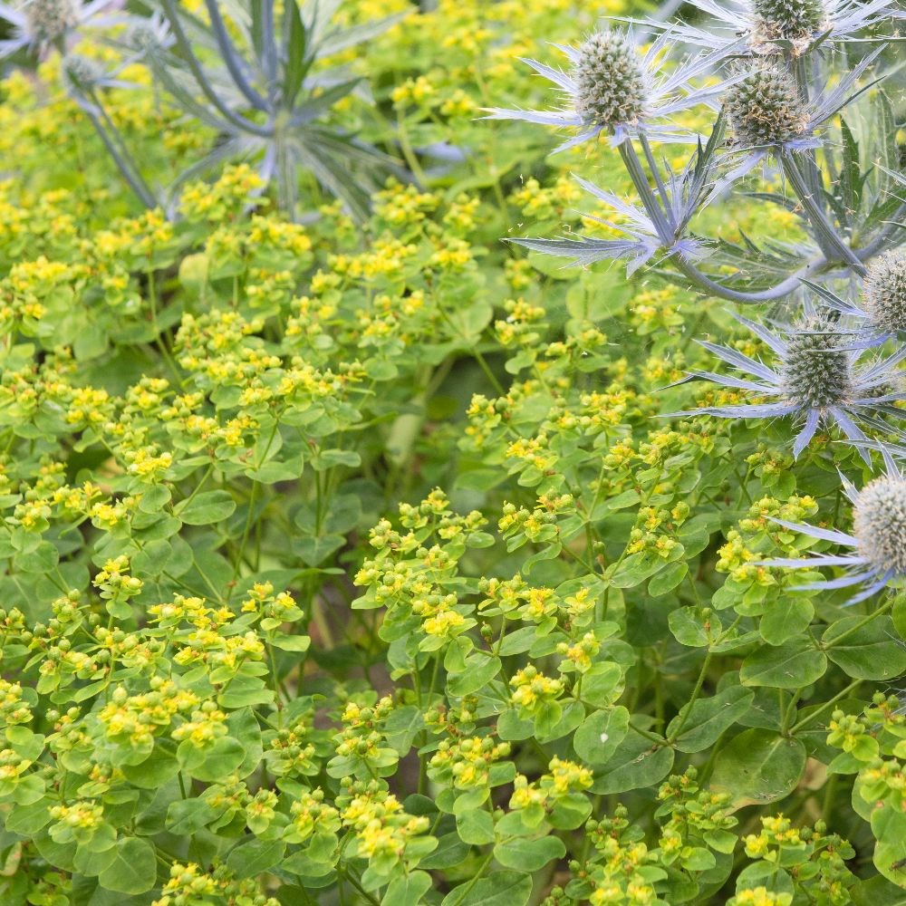 <i>Euphorbia oblongata</i> 